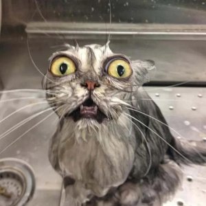 wet-cat-.jpg